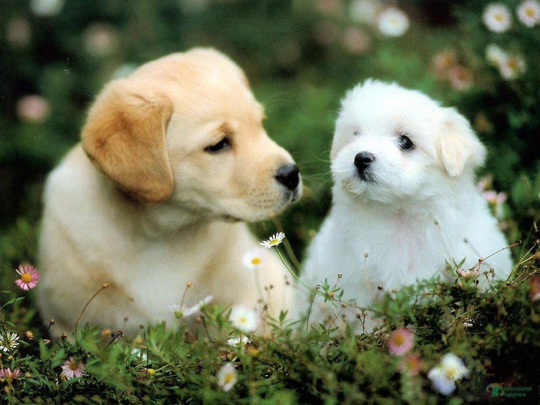 Mixed Breed dogs for sale: Big Time - Image 2