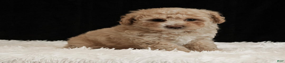 Buster