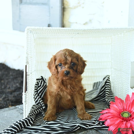 Cavapoo dogs for sale - Ad 3