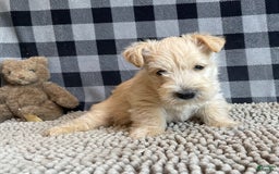 Scottish Terrier dogs for sale: Shelby - Image 4