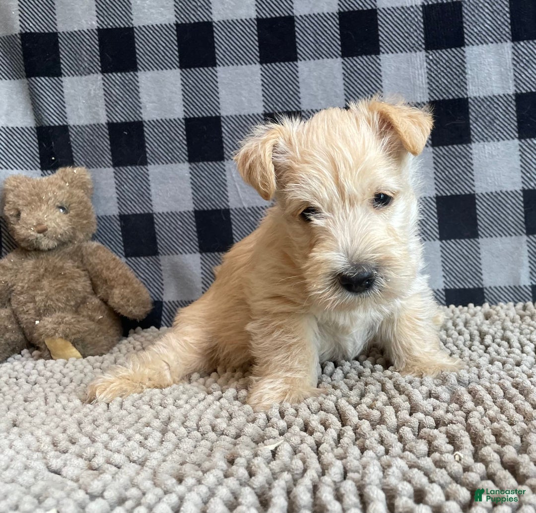 Scottish Terrier dogs for sale: Shelby - Image 4