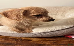 Schnoodle dogs for sale: Cream - Image 2
