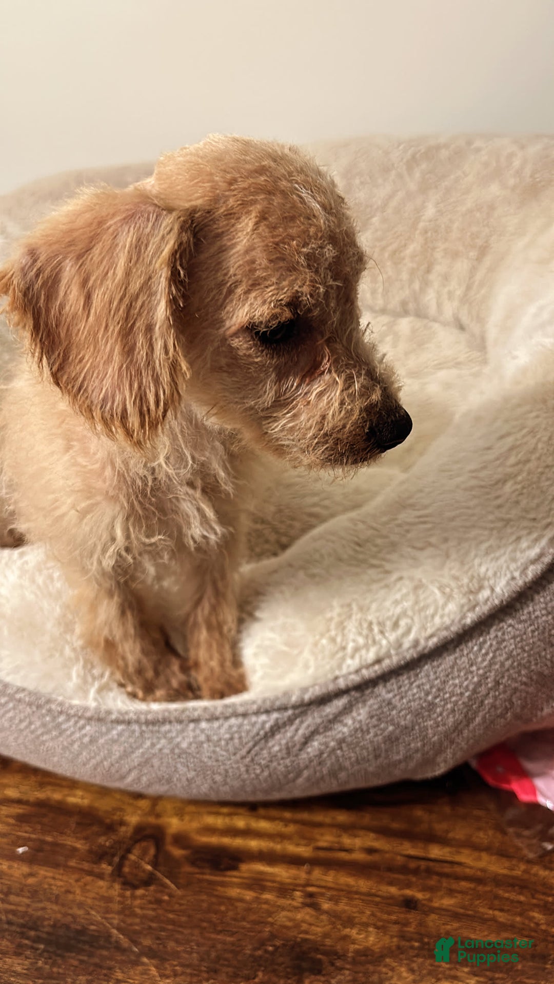 Schnoodle dogs for sale: Cream - Image 2