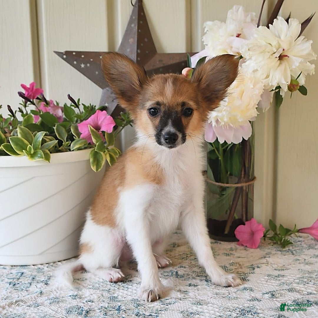 Papillon dogs for sale: Pluto - Image 10
