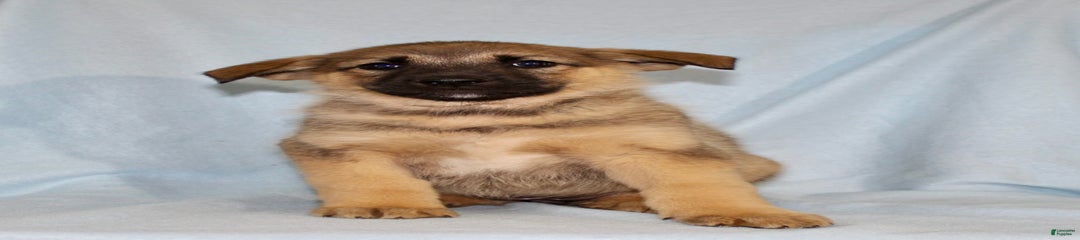 Toostie