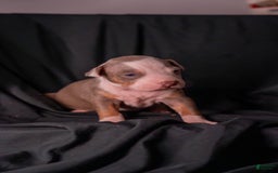 American Bully dogs for sale: Maru - Image 1