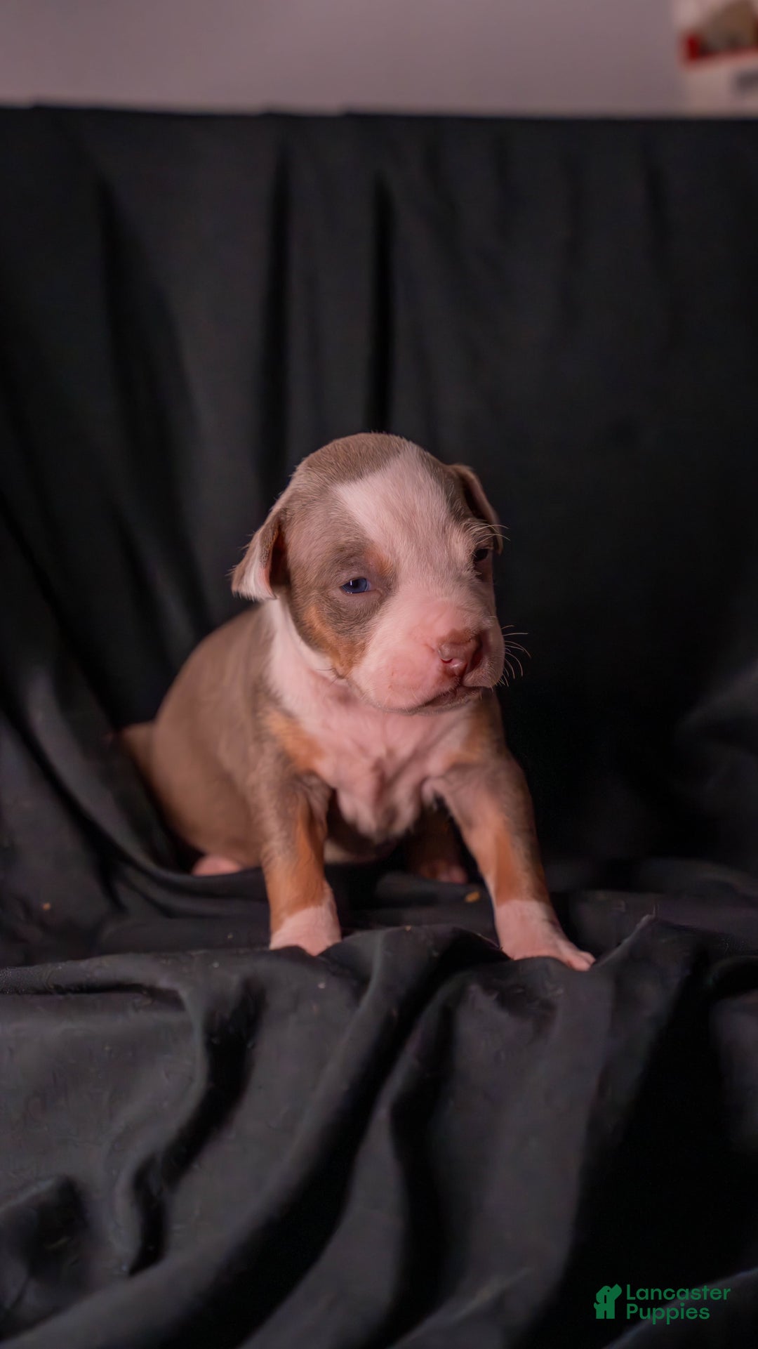 American Bully dogs for sale: Maru - Image 1
