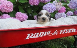Cocker Spaniel dogs for sale: Zadi - Image 2