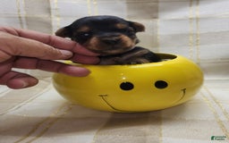 Yorkshire Terrier dogs for sale: Alexa - Image 9