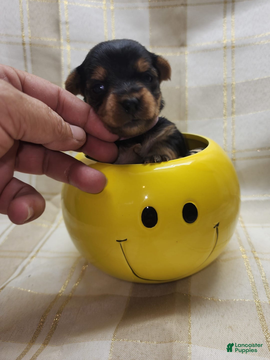 Yorkshire Terrier dogs for sale: Alexa - Image 9