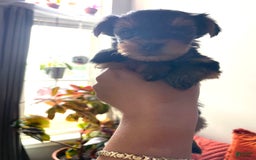 Yorkshire Terrier dogs for sale: Nova - Image 4