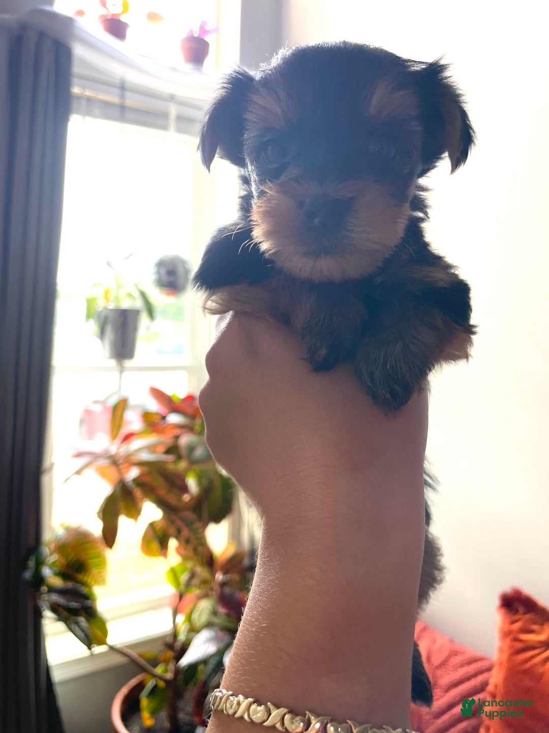 Yorkshire Terrier dogs for sale: Nova - Image 4