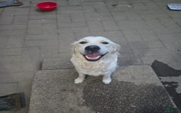 Labrador Retriever dogs for sale: Bear - Image 9