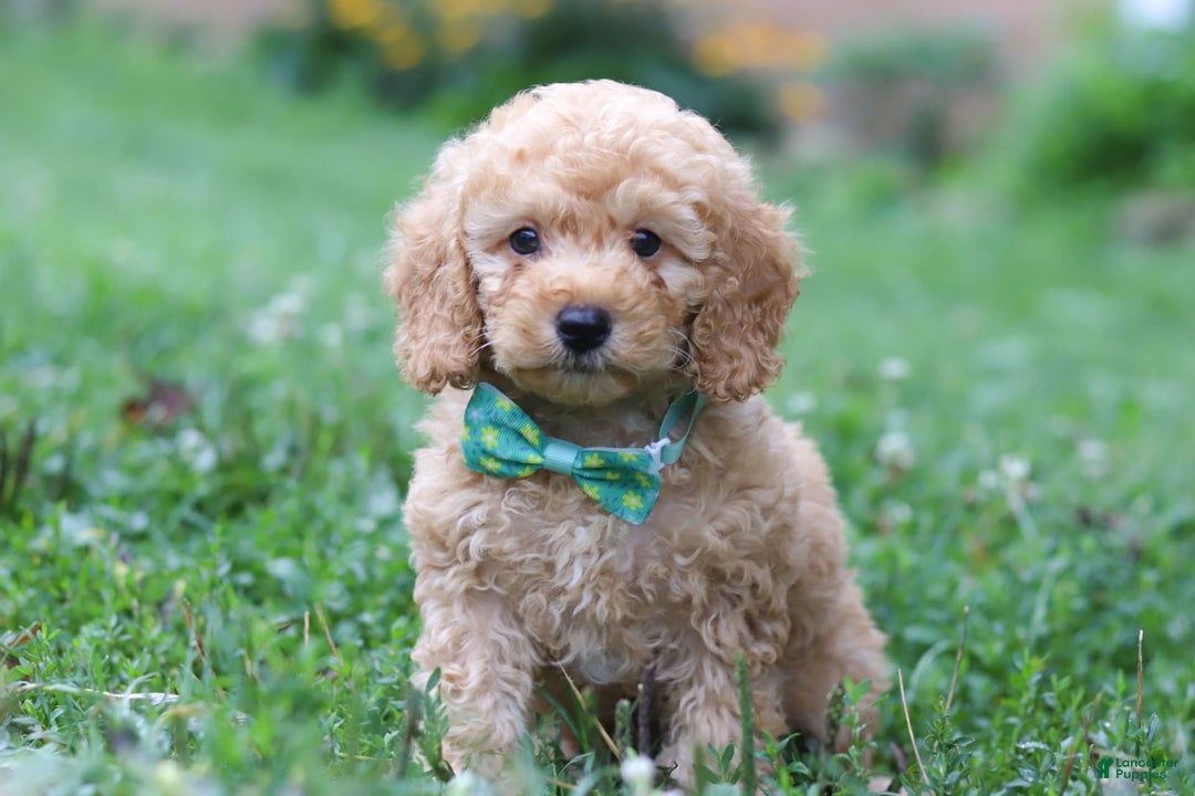 Miniature Poodle dogs for sale: Mario - Image 3