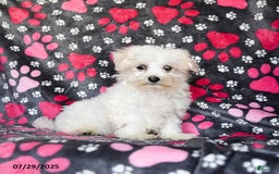 Maltese dogs for sale: Jasper - Image 5