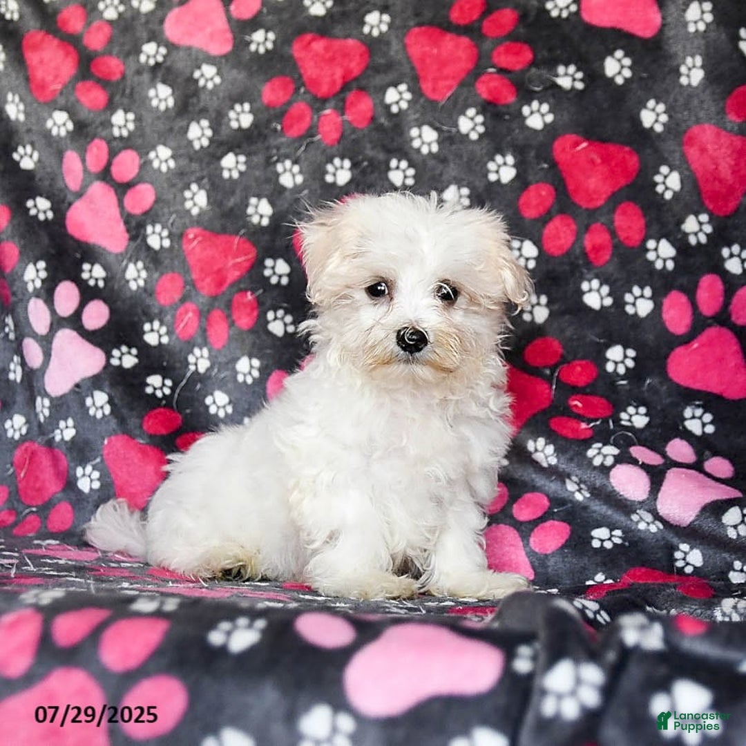 Maltese dogs for sale: Jasper - Image 5