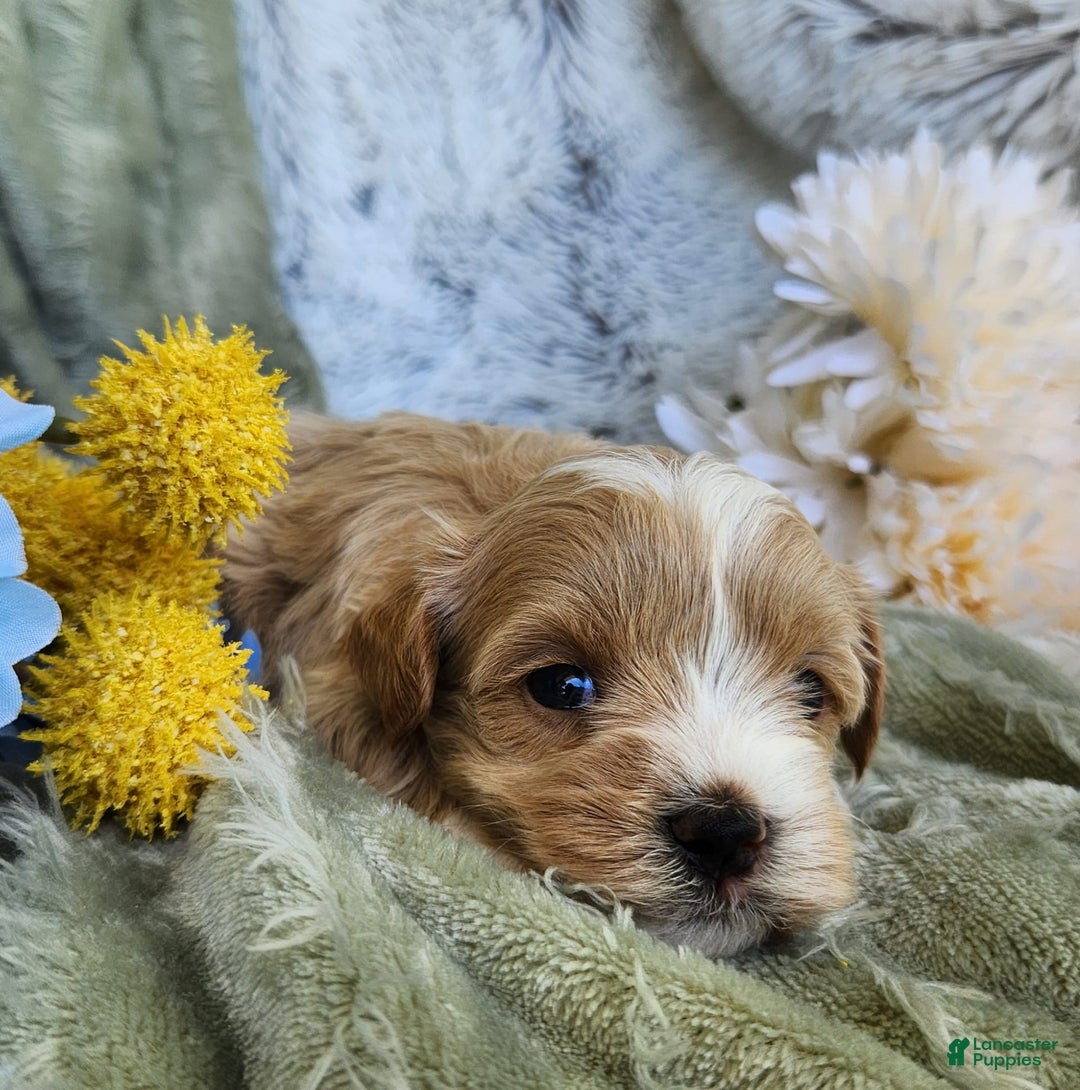 Shihpoo dogs for sale: Aspen - Image 2