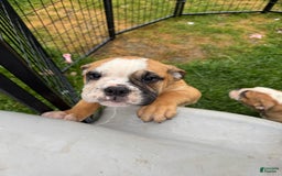 English Bulldog dogs for sale: Mr. Mans Jr. - Image 8