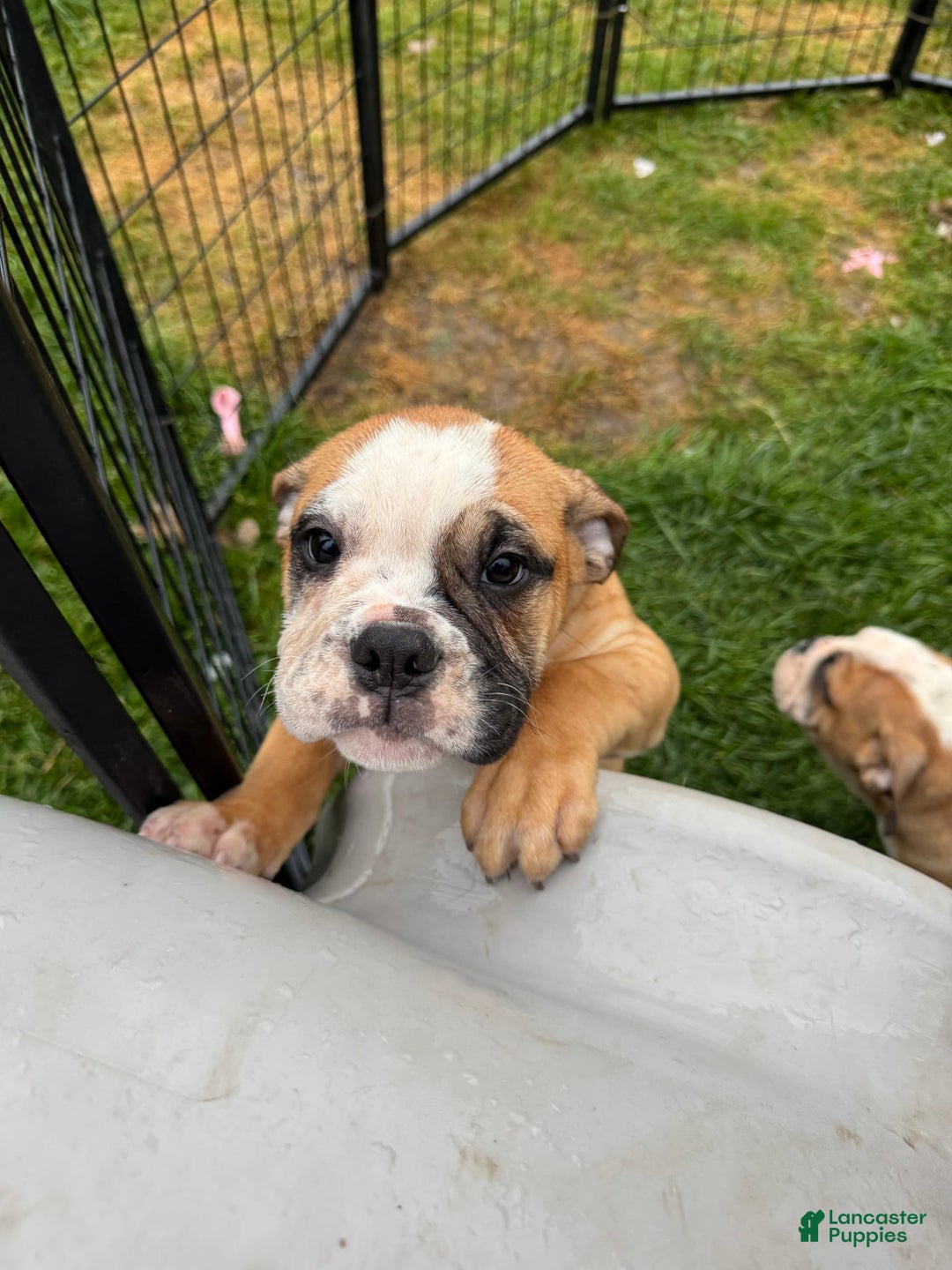 English Bulldog dogs for sale: Mr. Mans Jr. - Image 8