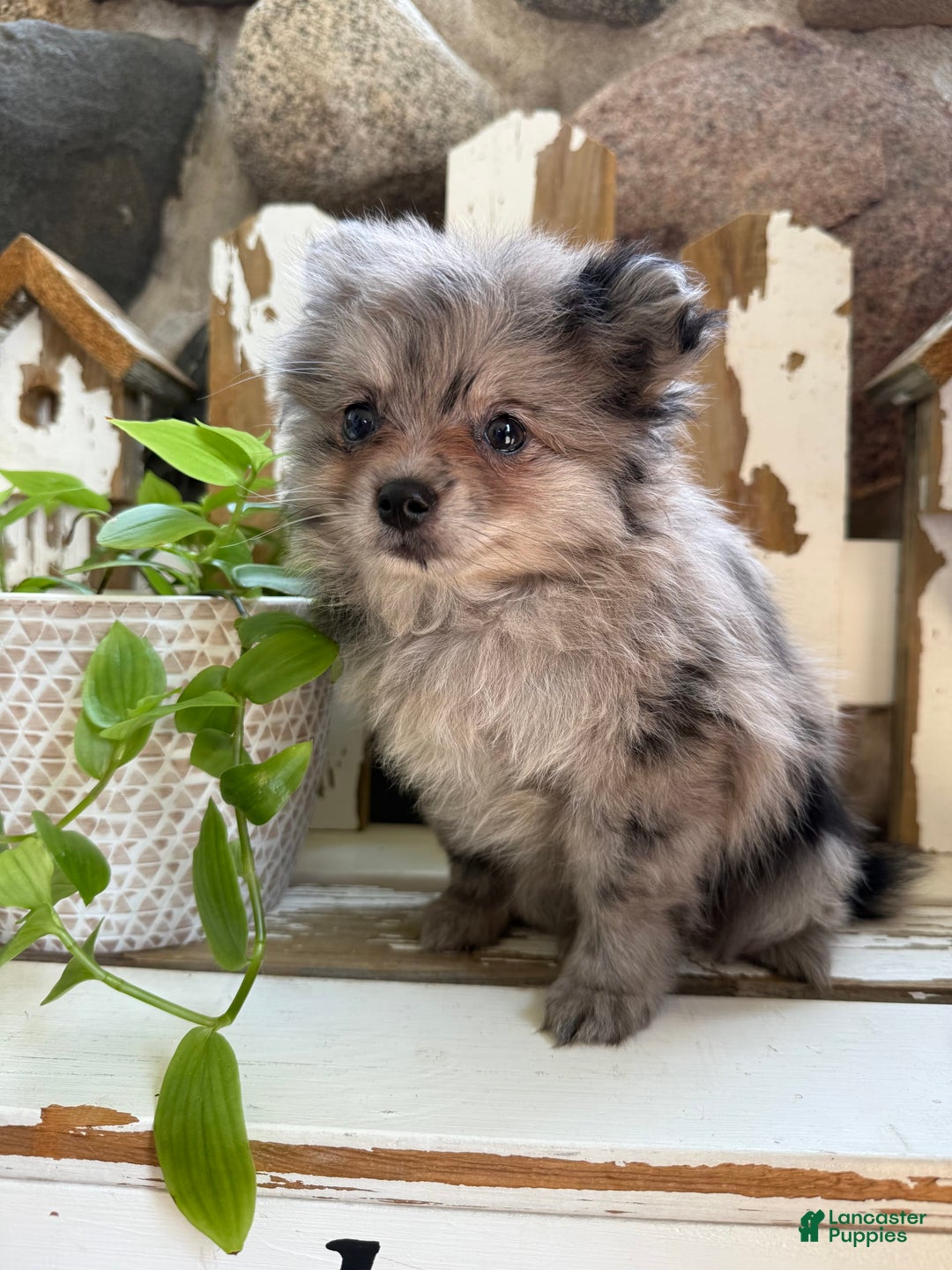 Pomeranian dogs for sale: Rusty - Image 7