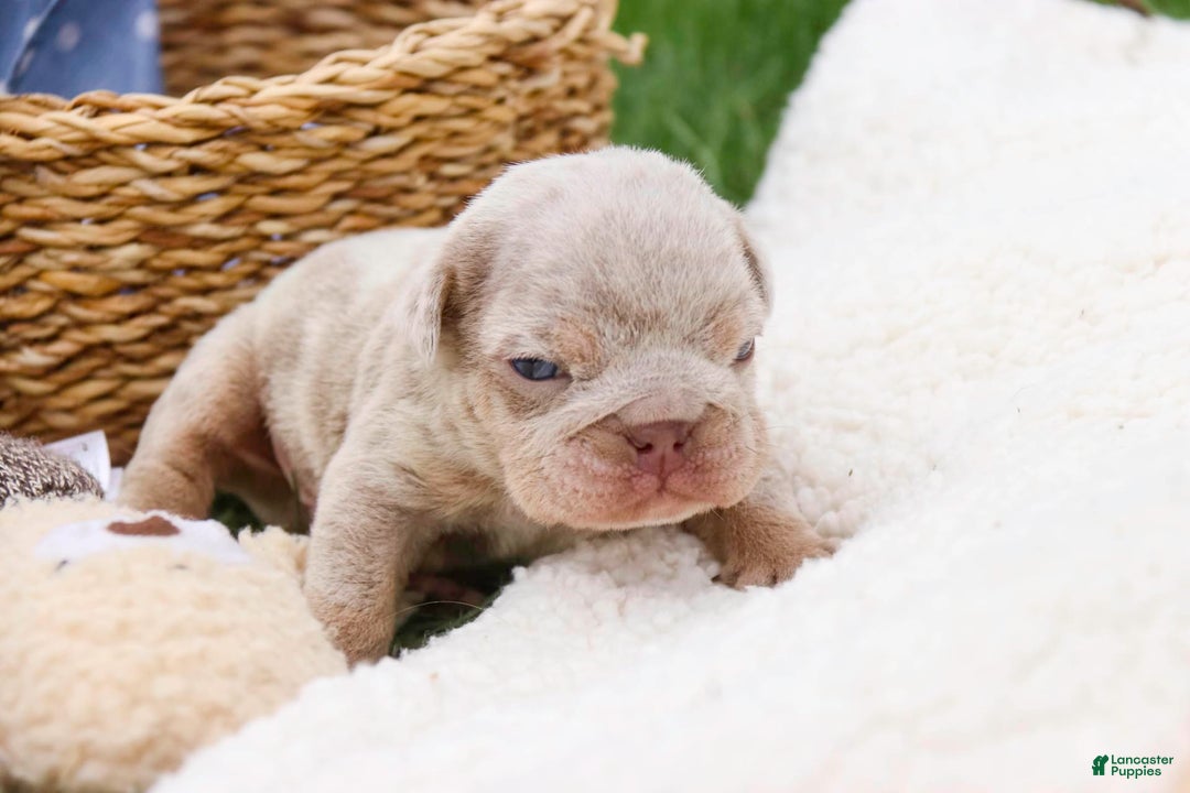 English Bulldog dogs for sale: Turbo - Image 20