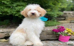 Standard Poodle dogs for sale: Gus - Image 3