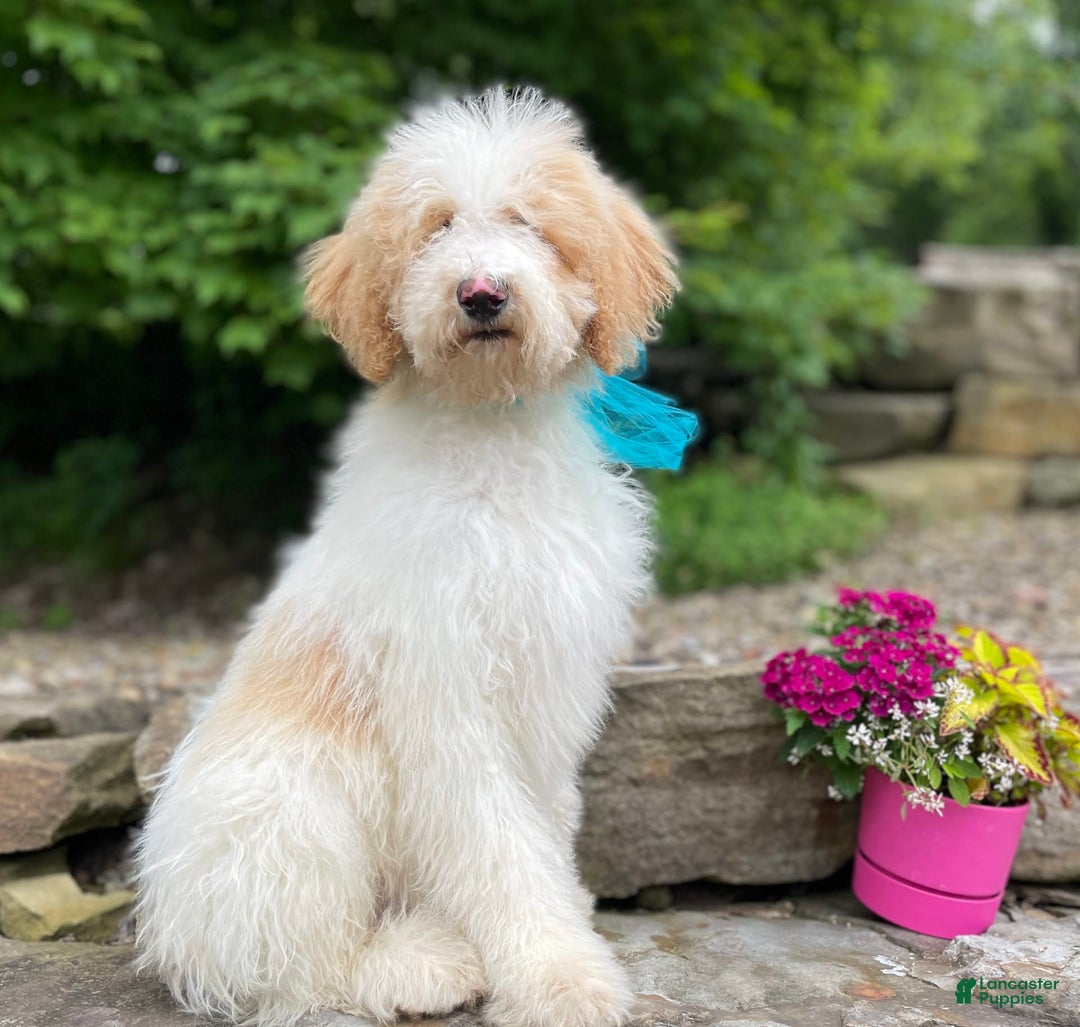 Standard Poodle dogs for sale: Gus - Image 3