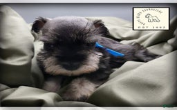 Miniature Schnauzer dogs for sale: Basil - Image 10