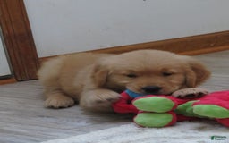 Golden Retriever dogs for sale: Twinkie - Image 28