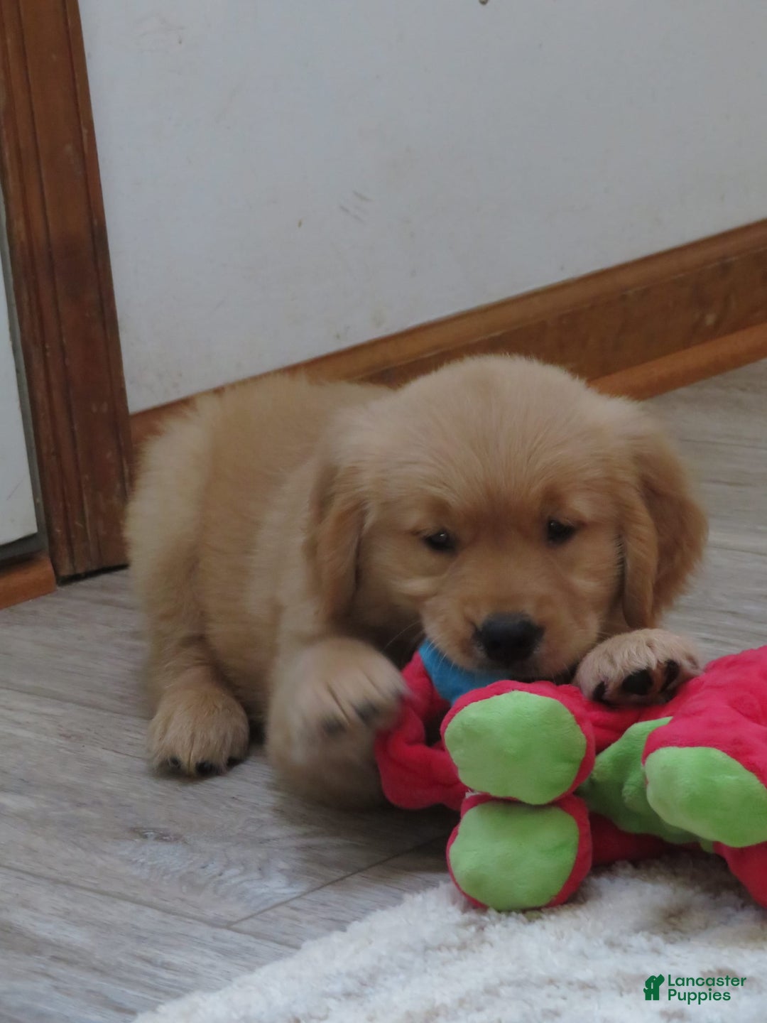 Golden Retriever dogs for sale: Twinkie - Image 28