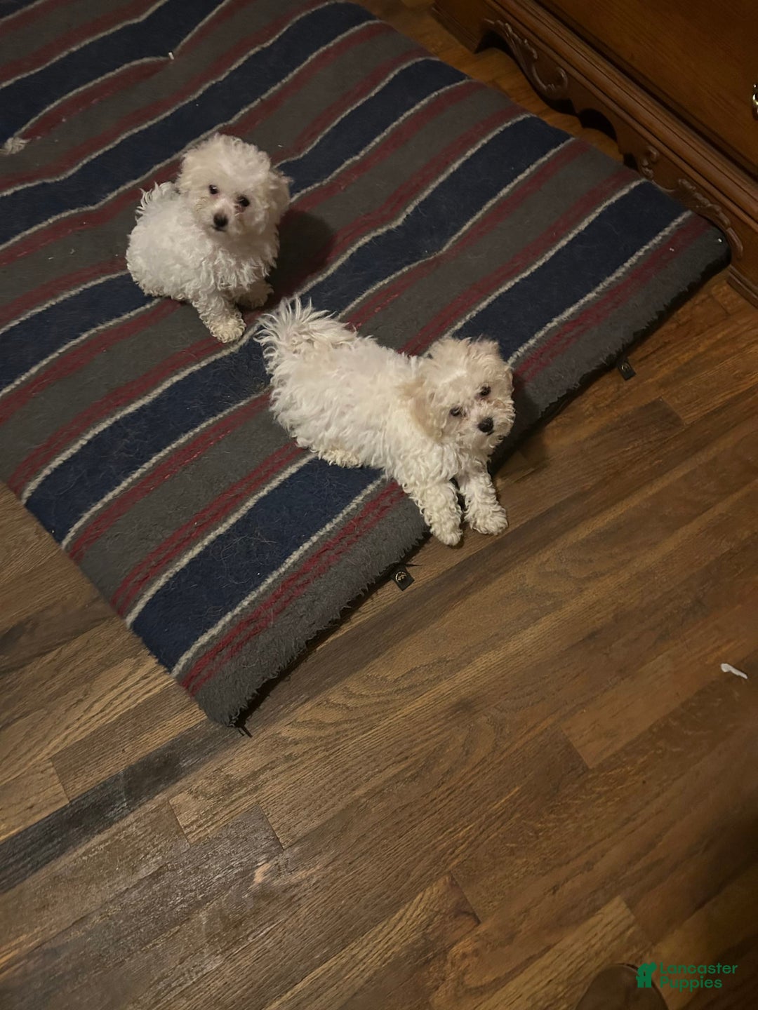 Bichon Frise dogs for sale: Harper - Image 2