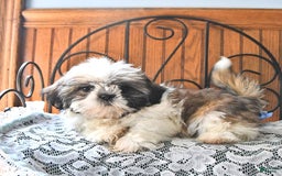 Shih Tzu dogs for sale: Queen - Image 9