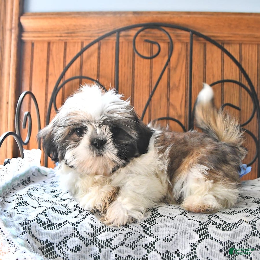 Shih Tzu dogs for sale: Queen - Image 9