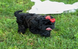 Shihpoo dogs for sale: Kia - Image 13