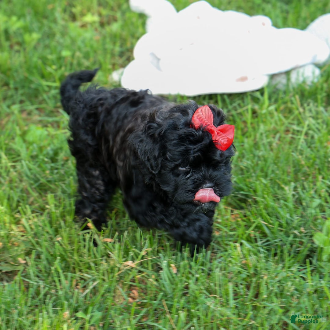 Shihpoo dogs for sale: Kia - Image 13