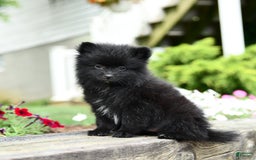 Pomeranian dogs for sale: Basil - Image 3