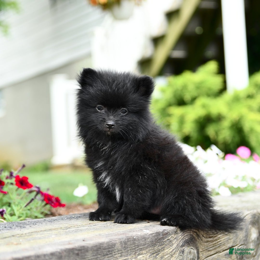 Pomeranian dogs for sale: Basil - Image 3