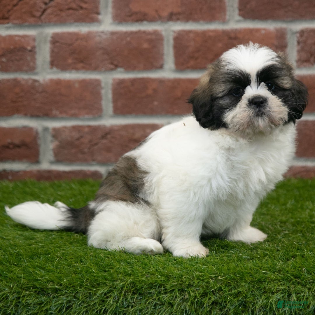 Shih Tzu dogs for sale: Tommy - Image 2