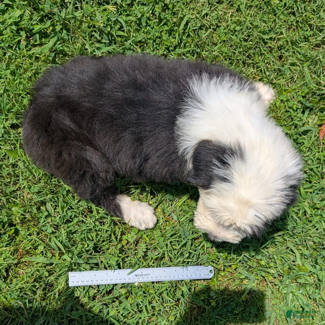 Old English Sheepdog dogs for sale: Floofy - Image 12