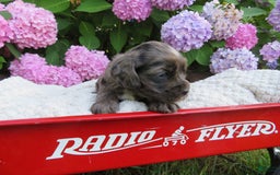 Cocker Spaniel dogs for sale: Milo - Image 1