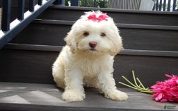 Cockapoo dogs for sale: Juliet - Image 3
