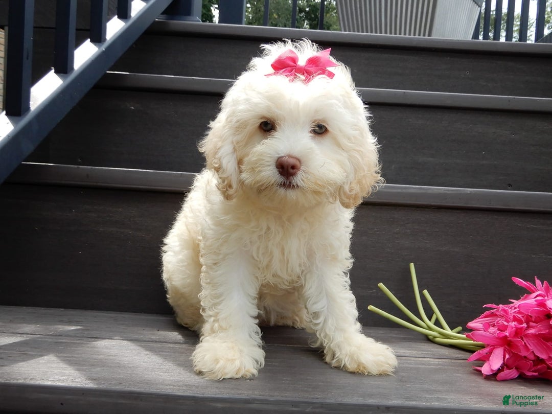 Cockapoo dogs for sale: Juliet - Image 3