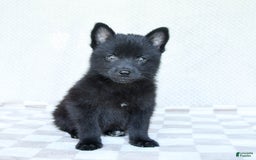 Pomsky dogs for sale: Bubbles - Image 1