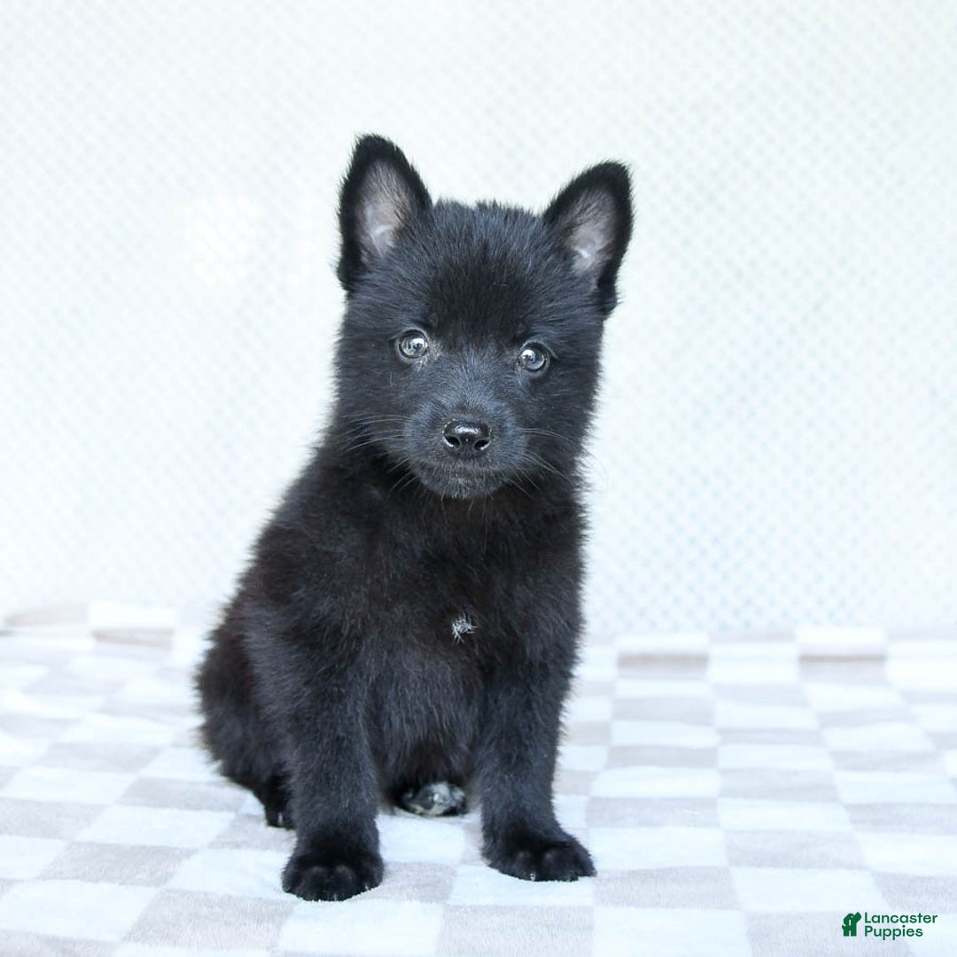 Pomsky dogs for sale: Bubbles - Image 1