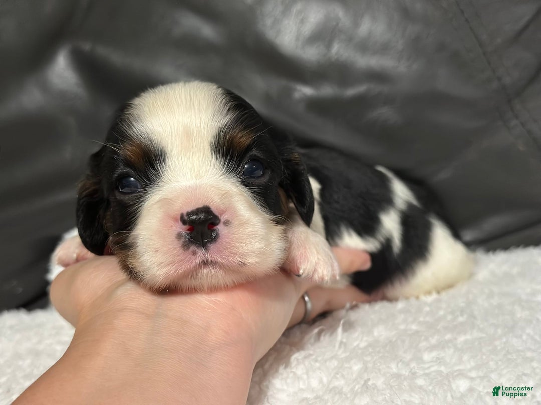 Cavalier King Charles Spaniel dogs for sale: Harlen - Image 12