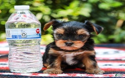 Yorkshire Terrier dogs for sale: Olivia Teacup - Image 11