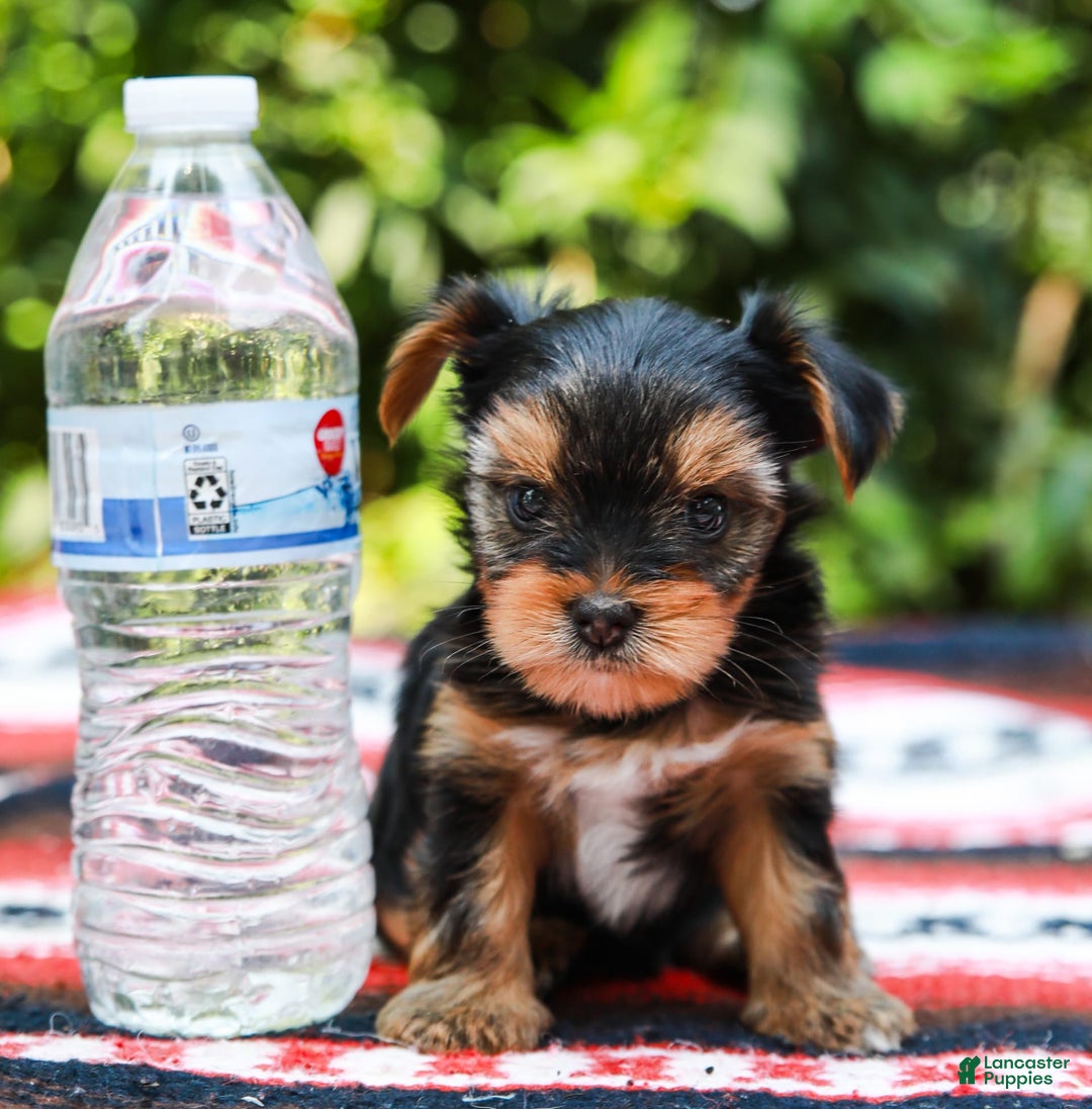 Yorkshire Terrier dogs for sale: Olivia Teacup - Image 11