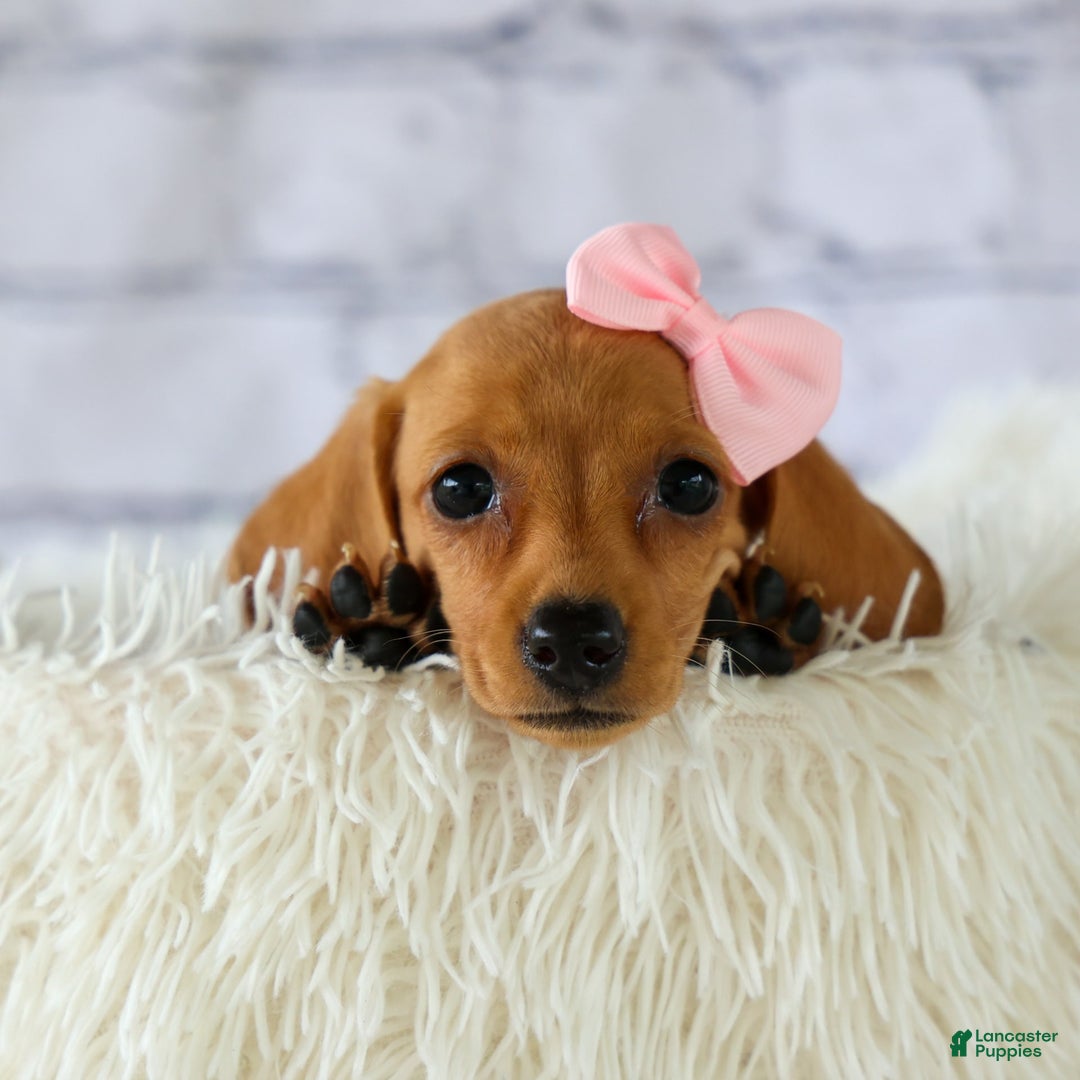 Miniature Dachshund dogs for sale: Miniature Dachshund 3 puppies - Image 10