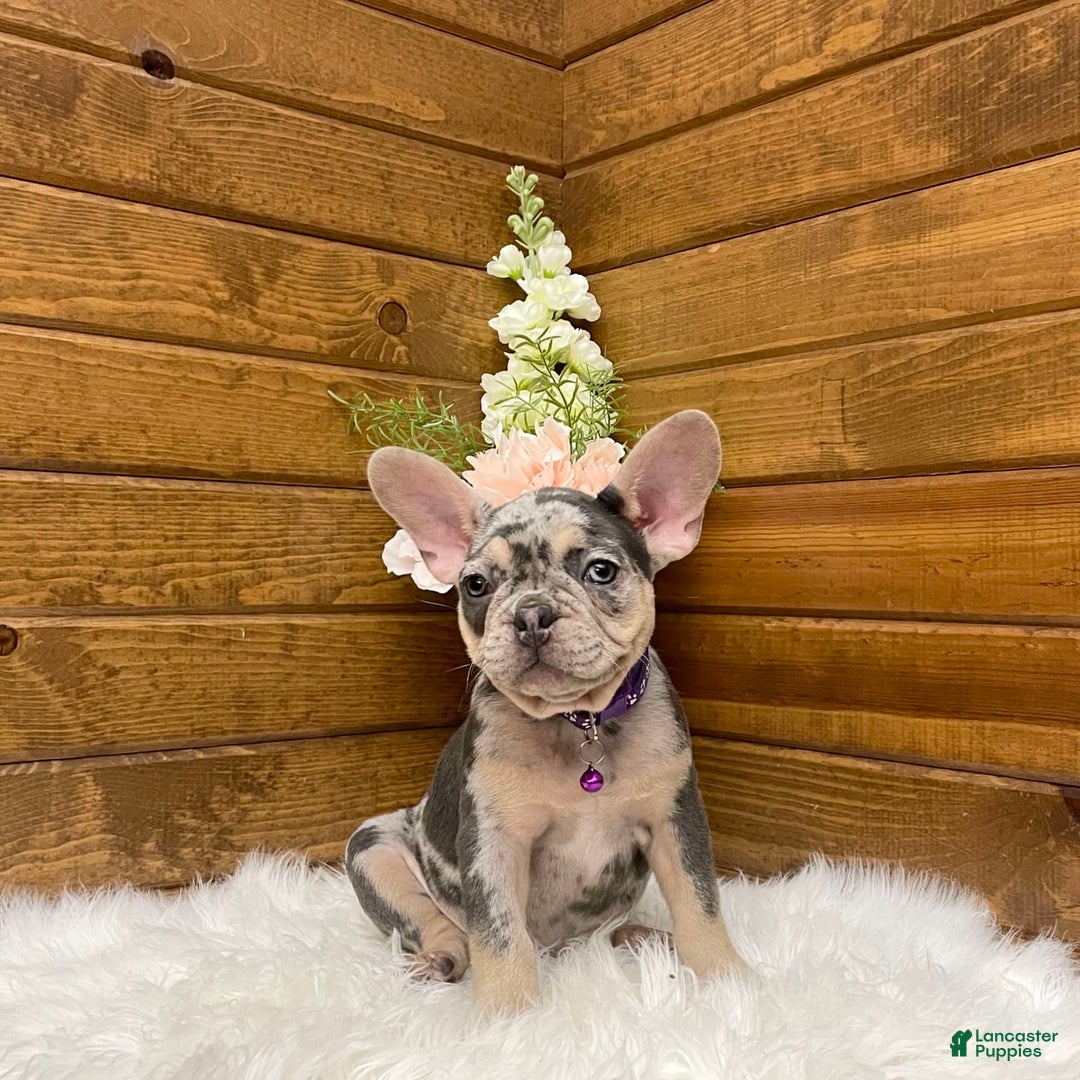 French Bulldog dogs for sale: Nila - Image 7