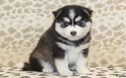 Pomsky dogs for sale: Charlie - Image 2